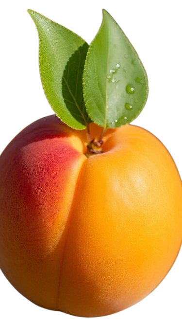 Apricot