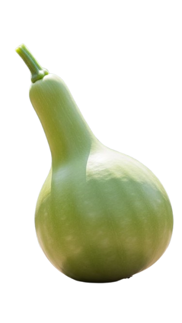 Bottle Gourd