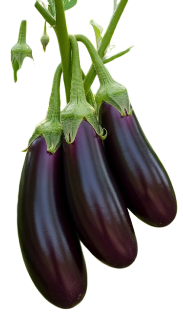 Brinjal