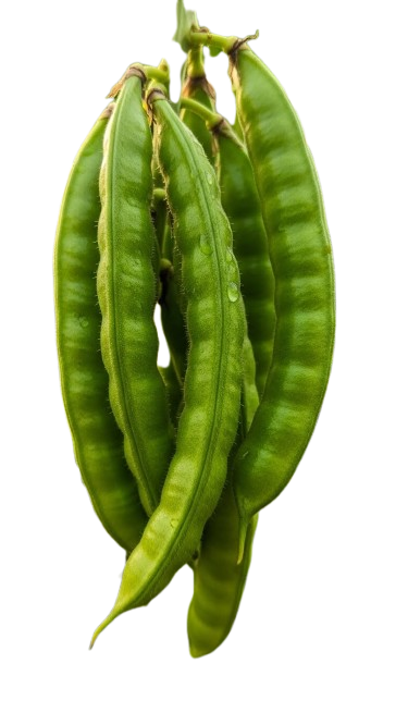 Cluster Beans